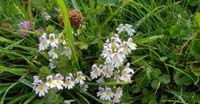 Eufrasia Alpina (Euphrasia Alpina, Orobanchaceae)