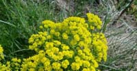 Euforbia Cipressina (Euphorbia Cyparissias, Euphorbiaceae)