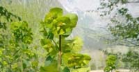 Euforbia delle Faggete (Euphorbia Amygdaloides, Euphorbiaceae)