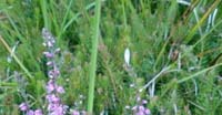 Brugo (Calluna Vulgaris, Ericaceae)