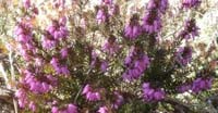Erica Carnicina (Erica Carnea, Ericaceae)