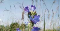 Erba Viperina (Echium Vulgare, Boraginaceae)
