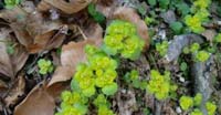 Erba Milza (Chrysosplenium Alternifolius, Saxifragaceae)