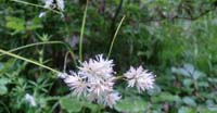 Erba Lucciola Maggiore (Lazula Nivea, Juncaceae)