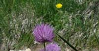 Erba Cipollina (Allium Schoenoprasum, Liliaceae)