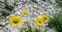 Doronico Maggiore (Doronicum Grandiflorum, Asteraceae)