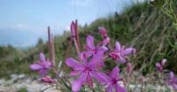 Garofanino di Dodonaeus (Epilobium Dodonaei, Onagraceae)