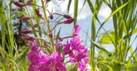 Garofanino Maggiore (Epilobium Angustifolium, Onagraceae)