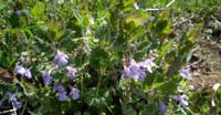 Ellera Terrestre Comune (Glechoma Hederacea, Lamiaceae)