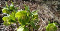 Elleboro Verde (Helleborus Viridis, Ranuncolaceae)