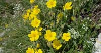 Eliantemo Maggiore (Helianthenum Mummularium, Cistaceae)