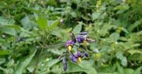 Morella Rampicante (Solanum Dulcamara, Solanaceae)