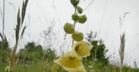 Digitale Gialla Grande (Digitalis Grandiflora, Scrophulariaceae)