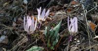 Dente di Cane (Erythronium Dens Canis, Liliaceae)