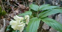 Dentaria a Nove Foglie (Cardamine Anneaphyllos, Brassicaceae)