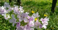 Dentaria Minore (Cardamine Bulbifera, Brassicaceae)