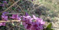 Dafne Mezereo (Daphne Mezereum, Thymelaeaceae)