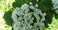 Viburno (Viburnum Lantana, Capriofoliaceae)