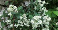 Spirea Cuneata (Spiraea Decumbens, Rosaceae)