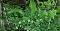 Sigillo di Salomone (Polygonatum Odoratum Miller, Liliaceae)