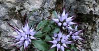 Raponzolo di Roccia (Physoplexis Comosa, Campanulaceae)