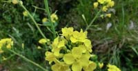 Rapa Selvatica (Brassica Rapa, Cruciferae)