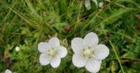Parnassia (Parnassia Palustris, Parnassiaceae)