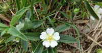 Potentilla Bianca (Potentilla Alba, Rosaceae)