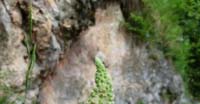 Reseda Comune (Reseda Lutea, Resedaceae)