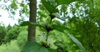 Lamio Bianco (Lamium Album, Lamiaceae)