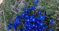 Genziana Bavarese (Gentiana Bavarica, Gentianaceae)