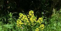Erba di S. Barbara (Barbarea Vulgaris, Brassicaceae)