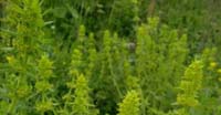 Crocettona Comune (Cruciata Laevipes Opiz, Rubiaceae)