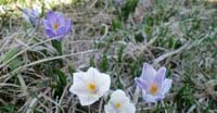 Croco Primaverile (Crocus Vernus, Iridaceae)