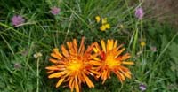 Crepide Dorata (Crepis Aurea, Asteraceae)