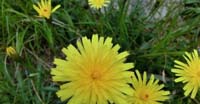 Crepide Alpestre (Crepis Alpestris, Asteraceae)