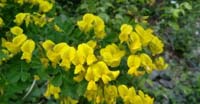 Cornetta Dondolina (Hippocrepis Emerus, Fabaceae)