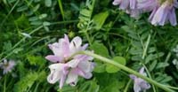 Cornetta Ginestrina (Coronilla Varia, Fabaceae)