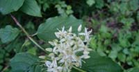 Corniolo Sanguinello (Cornus Sanguinea, Cornaceae)