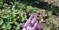 Colombina Cava (Corydalis Cava, Fumariaceae)