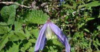 Clematide Alpina (Clematis Alpina, Ranuncolaceae