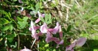 Citiso Purpureo (Chamaecytisus Purpureus, Fabaceae)