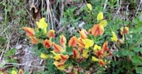 Citiso Irsuto (Chamaecytisus Hirsutus, Fabaceae)