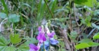 Cicerchia Primaticcia (Lathyrus Vernus, Fabaceae)