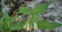 Consolida Femmina (Symphytum Tuberosum, Boraginaceae)