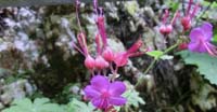 Geranio Crestato (Geranium Macrorrhizum, Geraniaceae)