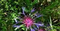 Fiordaliso Montano (Centaurea Montana, Compositae)