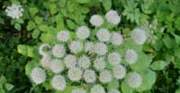 Cerastio Erba - Nocitola (Laserpitium Latifolium, Apiaceae)