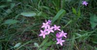 Centaurea Minore (Centaurium Erythraea, Gentianaceae) 