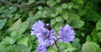 Cicerbita Violetta (Cicerbita Alpina, Asteraceae)